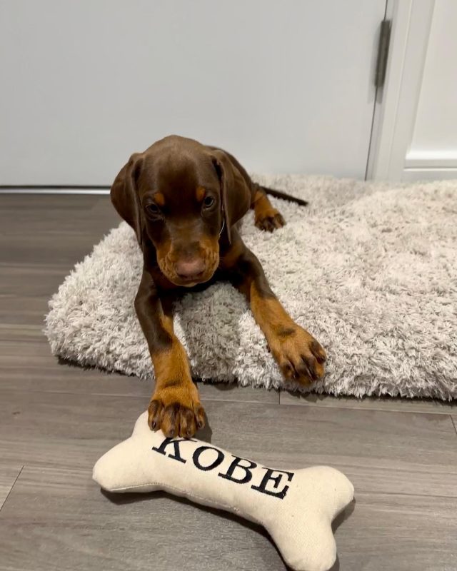 KOBE