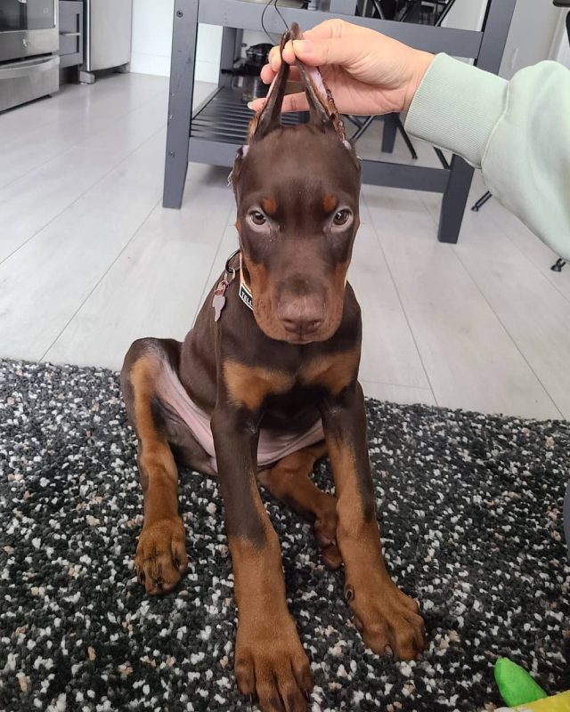 NOVA