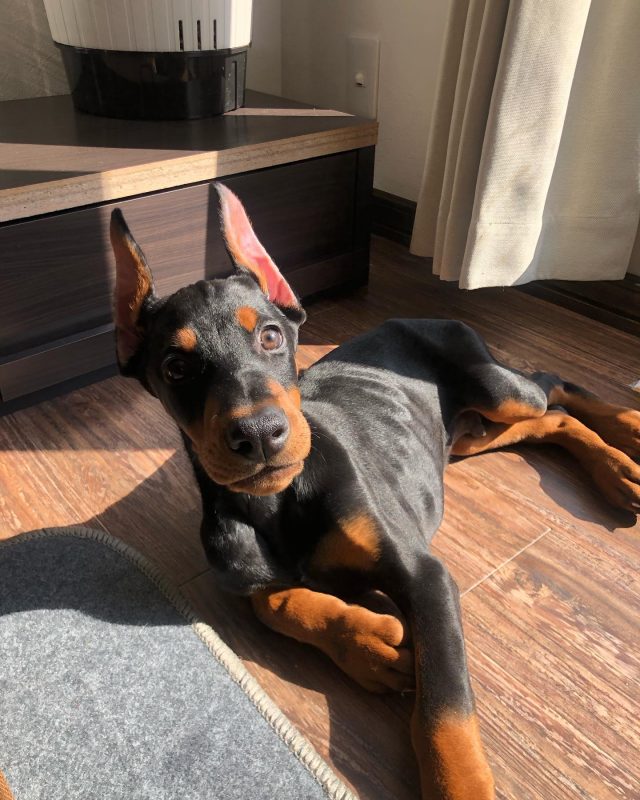 ZUMA